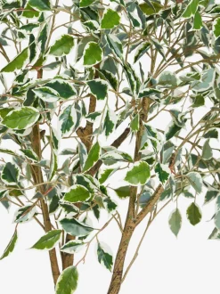 Artificial Benjamina Tree With Variagated Leaves
