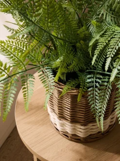 Artificial Fern In Malvern Woven Basket