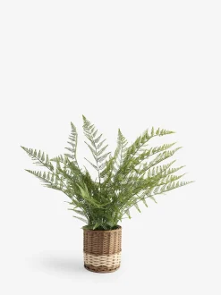 Artificial Fern In Malvern Woven Basket