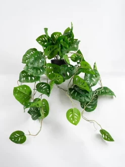 Scottish Everlastings Ltd Artificial Trailing Monkey Mask Plant