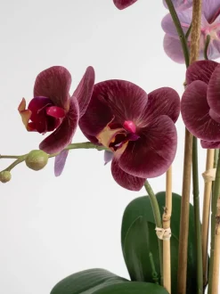 Scottish Everlastings Ltd Artificial Real Touch Phalaenopsis Orchid in Pot
