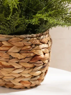 Scottish Everlastings Ltd Artificial Fern in Basket