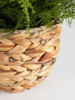 Scottish Everlastings Ltd Artificial Fern in Basket