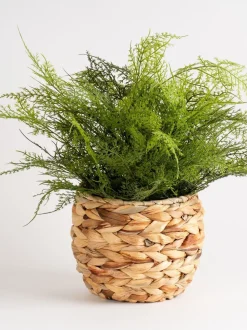 Scottish Everlastings Ltd Artificial Fern in Basket