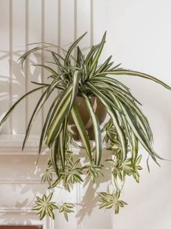 Scottish Everlastings Ltd Artificial Spider Plant in Rustic Pot