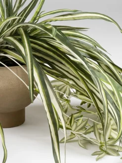 Scottish Everlastings Ltd Artificial Spider Plant in Rustic Pot