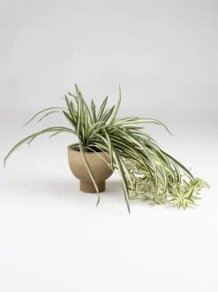 Scottish Everlastings Ltd Artificial Spider Plant in Rustic Pot