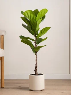 Scottish Everlastings Ltd Artificial Fig Tree in Chunky Pot