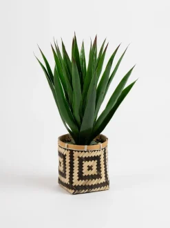 Scottish Everlastings Ltd Artificial Aloe in Basket