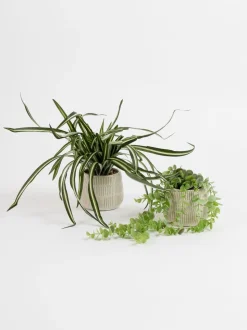 Scottish Everlastings Ltd Set of 2 Artificial Plants in Glazed Pots