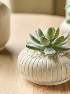 Set of 3 Succulents In Ribbed Plant Pots